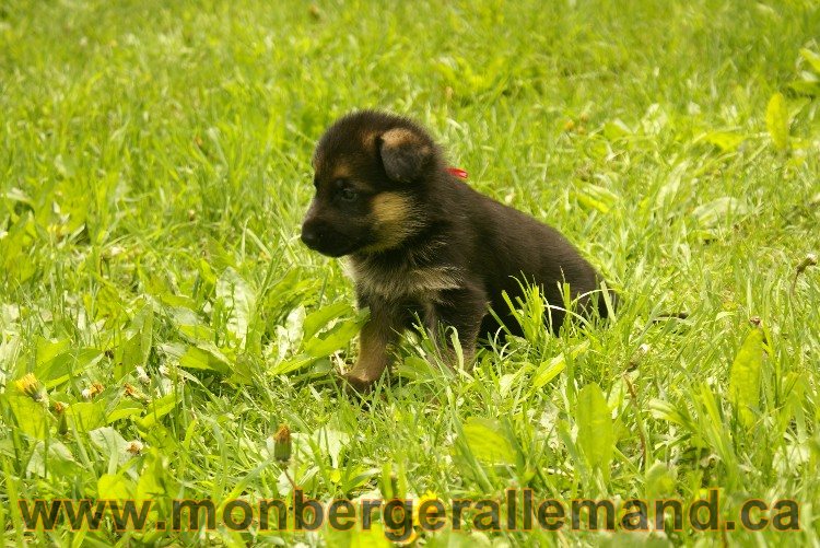 Ruby  Femelle Berger Allemand