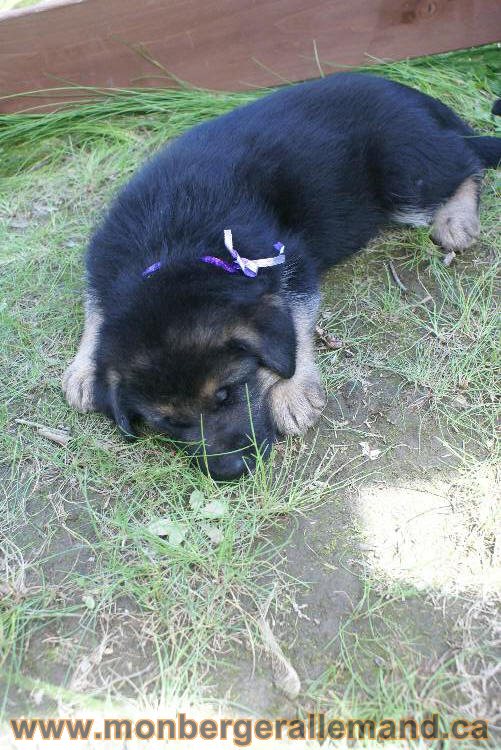 Les chiots a Kenya , 2 chiots berger allemand encorte disponible sur cette portée