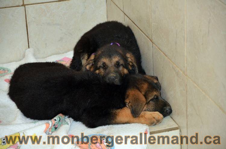 Les chiots berger allemand - 3 Aout 2011