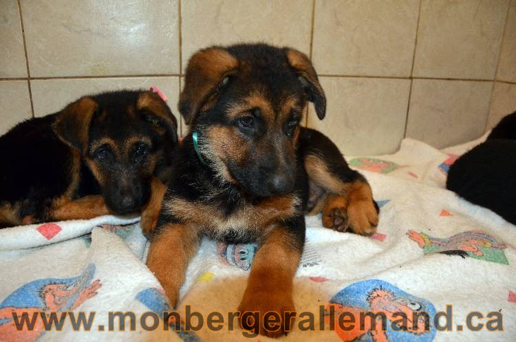 Les chiots berger allemand - 3 Aout 2011