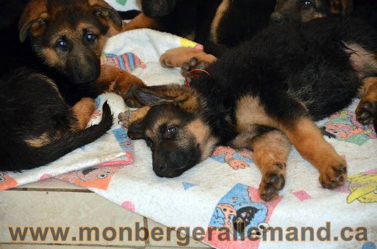 Les chiots berger allemand - 3 Aout 2011