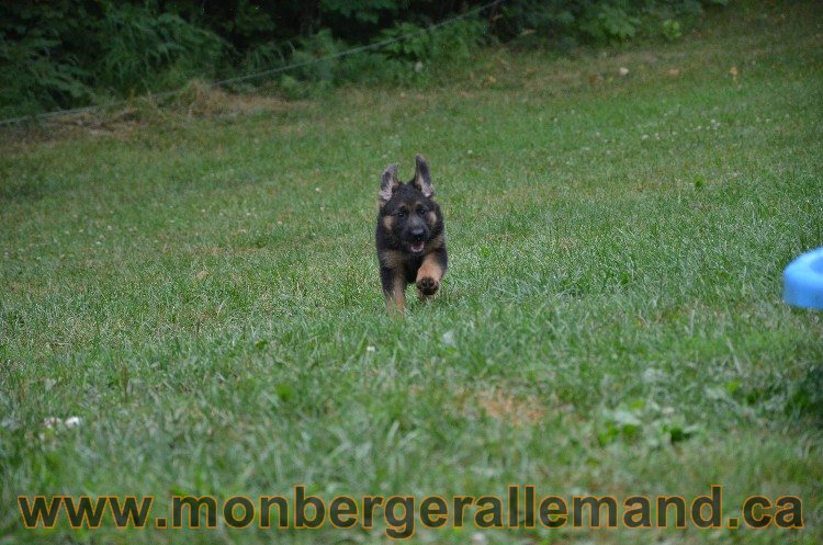 Les chiots - Berger allemand de grande lignées !