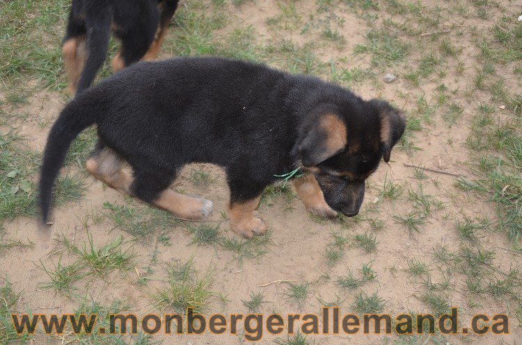 Les chiots - Berger allemand de grande lignées !