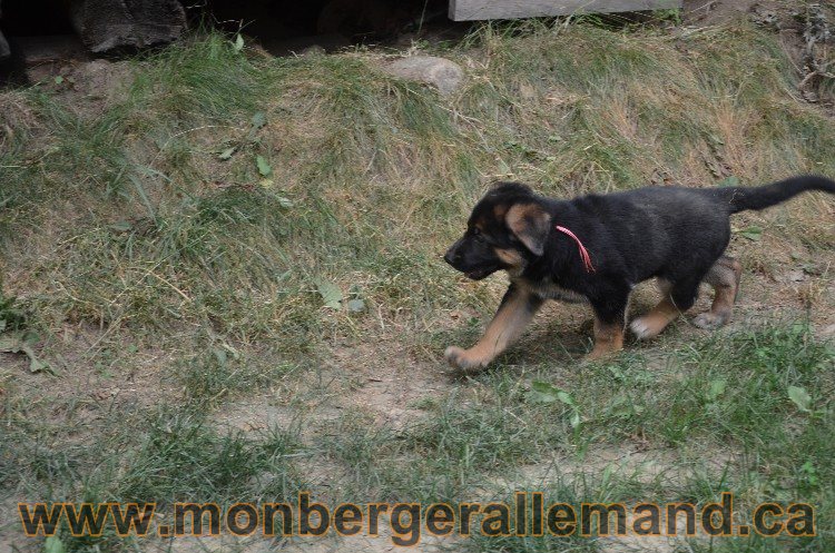 Les chiots - Berger allemand de grande lignées !