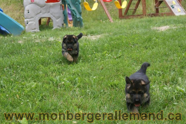 Les chiots berger allemand a Kenya 11 Juillet 2011