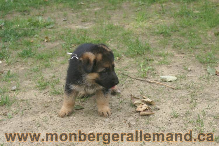 Les chiots berger allemand a Kenya 11 Juillet 2011