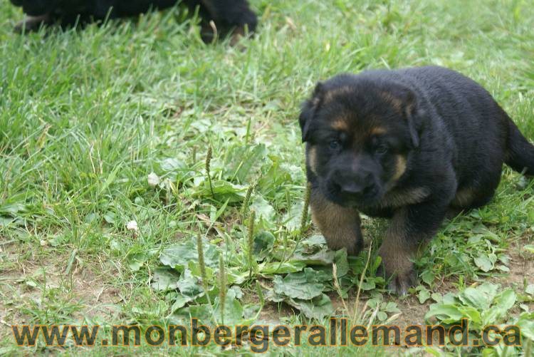 Les chiots berger allemand a Roxy !