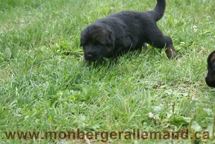 Les chiots berger allemand a Roxy !