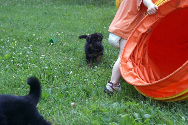 Les chiots berger allemand a Roxy - 22 Juillet 2011