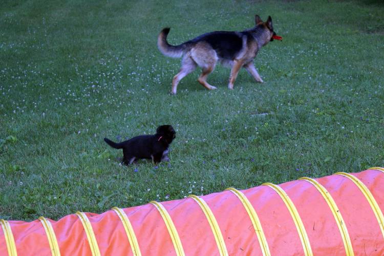 Les chiots berger allemand a Roxy - 22 Juillet 2011