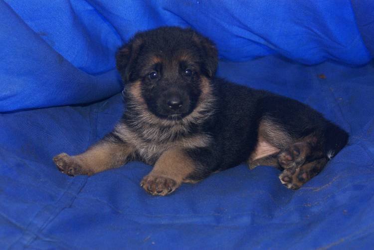 Les chiots berger allemand a Roxy - 22 Juillet 2011