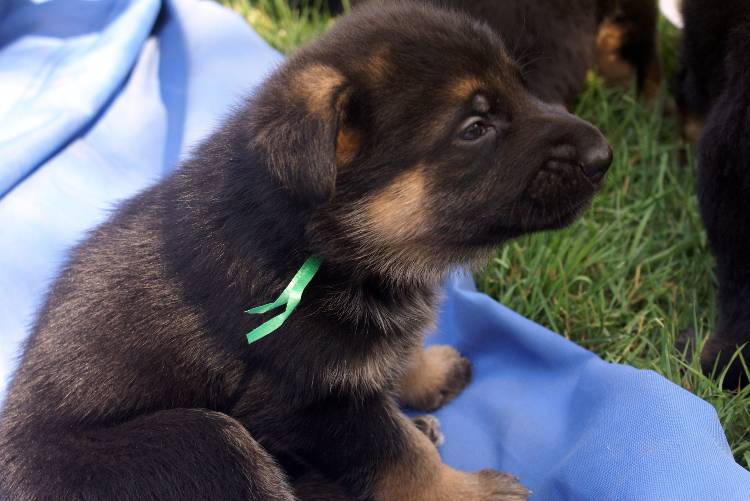 Nos chiots et chien berger allemand - 17 juillet 2011