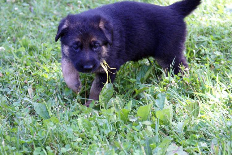 Nos chiots et chien berger allemand - 17 juillet 2011