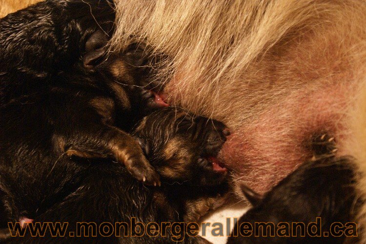 Chiots berger allemand a Kenya né le 7 juin 2011