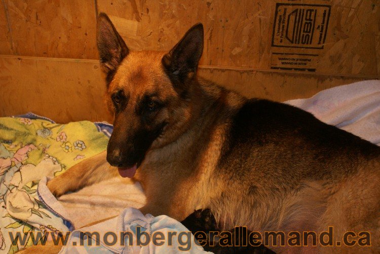 Chiots berger allemand a Kenya né le 7 juin 2011