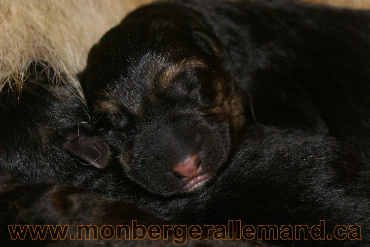 Chiots berger allemand a Kenya né le 7 juin 2011