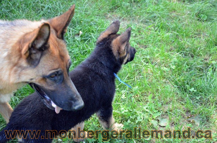 Chiot berger allemand male - 4 Aout 2011