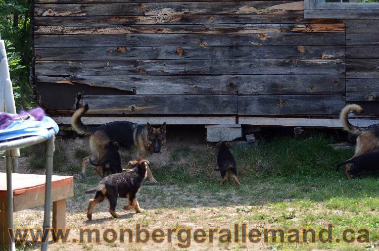 Les chiens et les Chiots berger allemand !