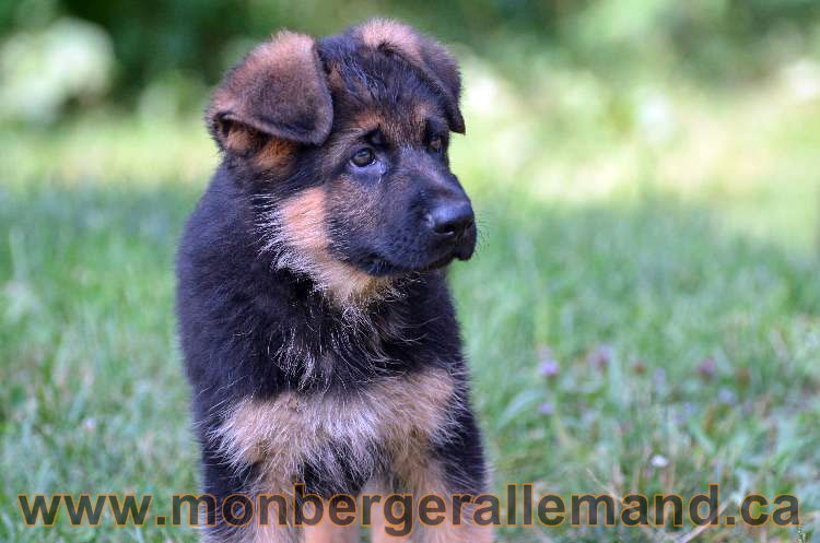 Les chiens et les Chiots berger allemand !