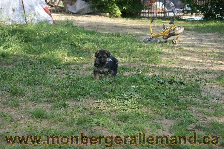 Les chiots a Kenya , 2 chiots berger allemand encorte disponible sur cette portée