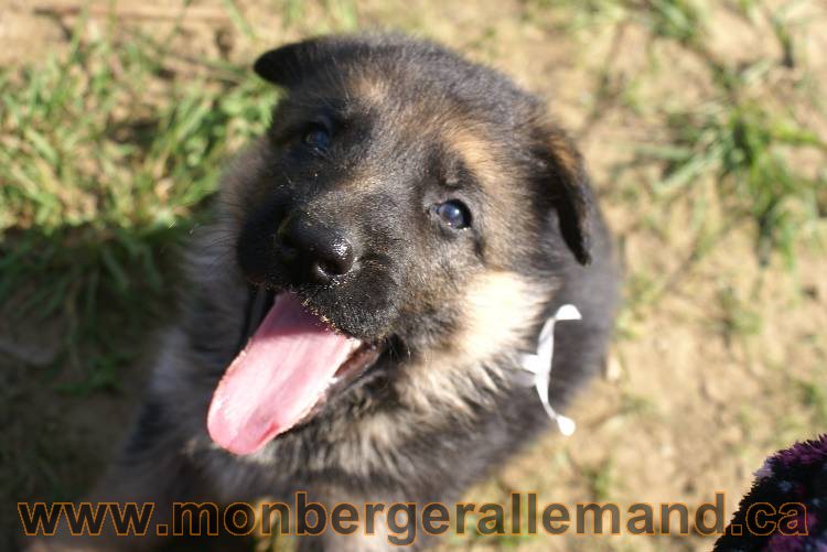 Les chiots a Kenya , 2 chiots berger allemand encorte disponible sur cette portée