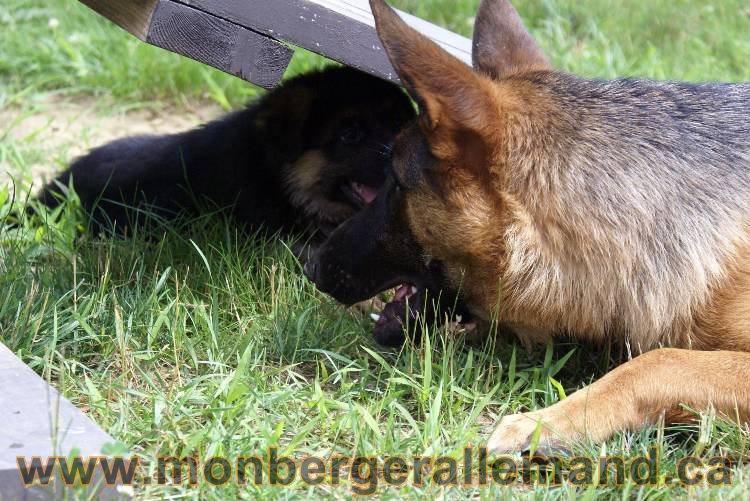 Les chiots berger allemand a Kenya - 13 juillet 2011