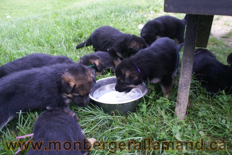 Les chiots berger allemand a Kenya - 5 juillet 2011