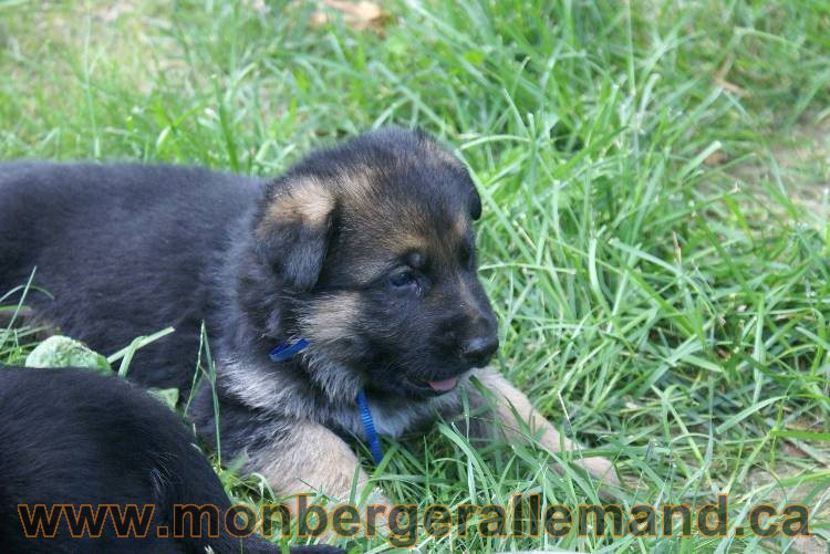 Les chiots berger allemand a Kenya - 5 juillet 2011