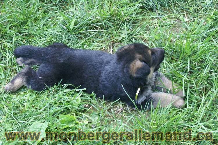 Les chiots berger allemand a Kenya - 5 juillet 2011