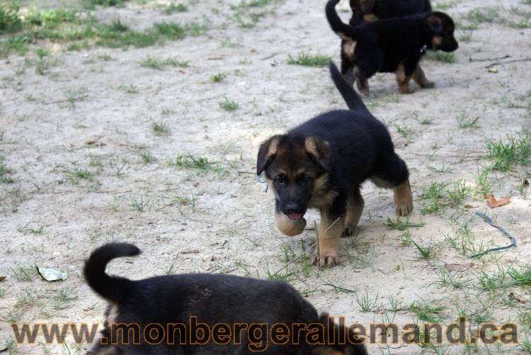 Les chiots et chien berger allemand - 16 juillet 2011