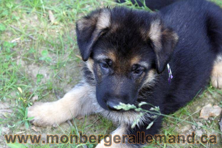 Les chiots et chien berger allemand - 16 juillet 2011