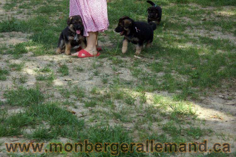 Les chiots et chien berger allemand - 16 juillet 2011