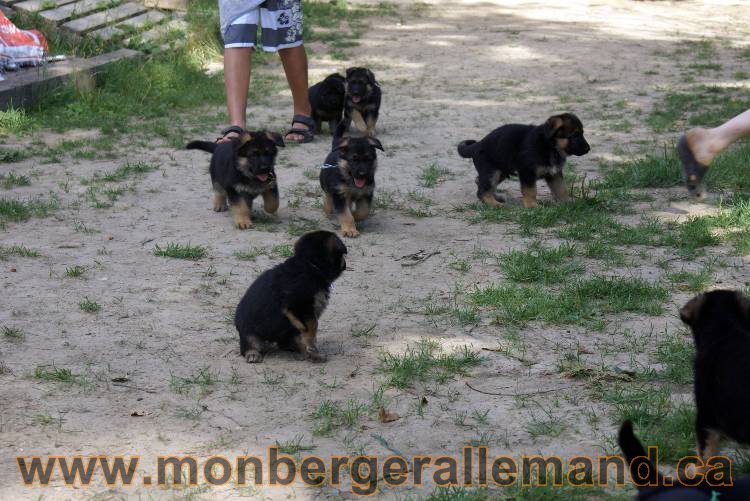 Les chiots et chien berger allemand - 16 juillet 2011