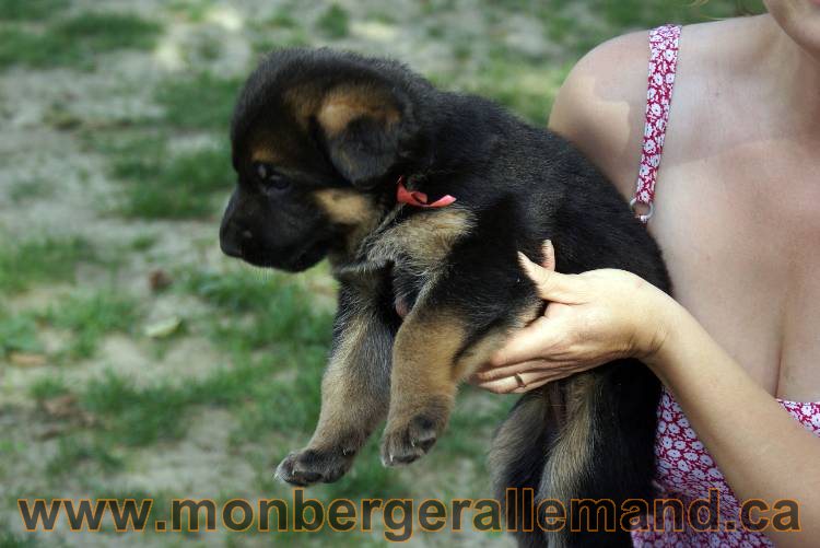 Les chiots et chien berger allemand - 16 juillet 2011