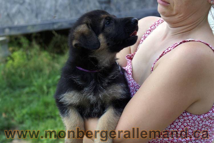 Les chiots et chien berger allemand - 16 juillet 2011