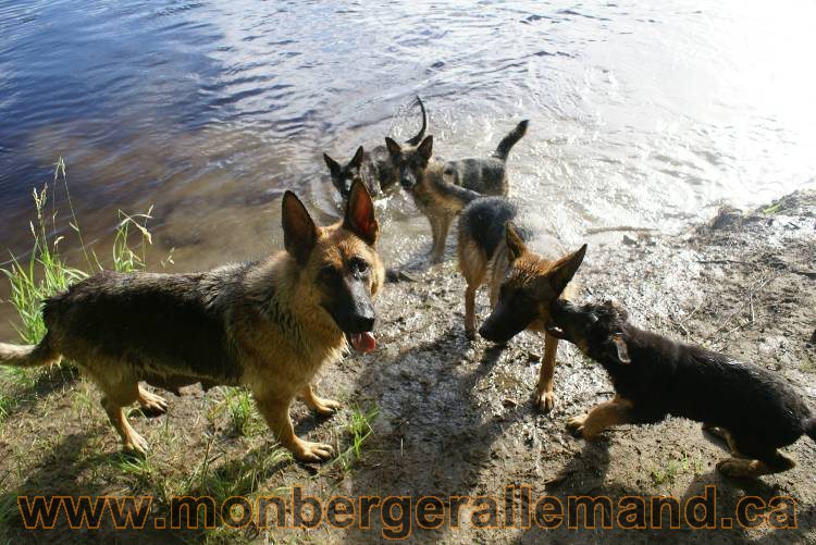 Les chiots et chien berger allemand - 16 juillet 2011