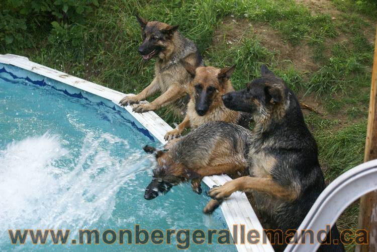 Les chiots et chien berger allemand - 16 juillet 2011