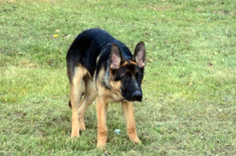 Le Superbe Panzer - Male Berger allemand né de Lady et Vidal